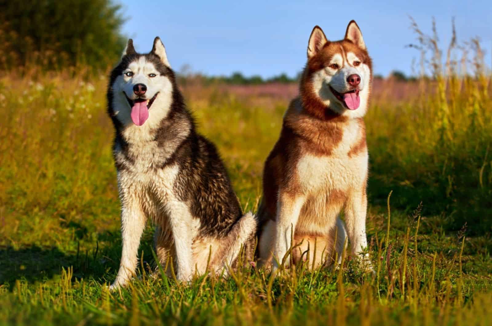 two siberian husky dogs sitting in the field