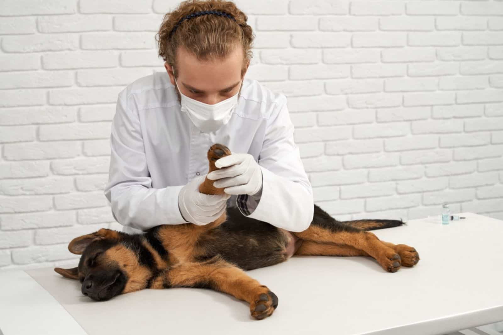 vet in lab coat and mask examining front paw of pedigree puppy