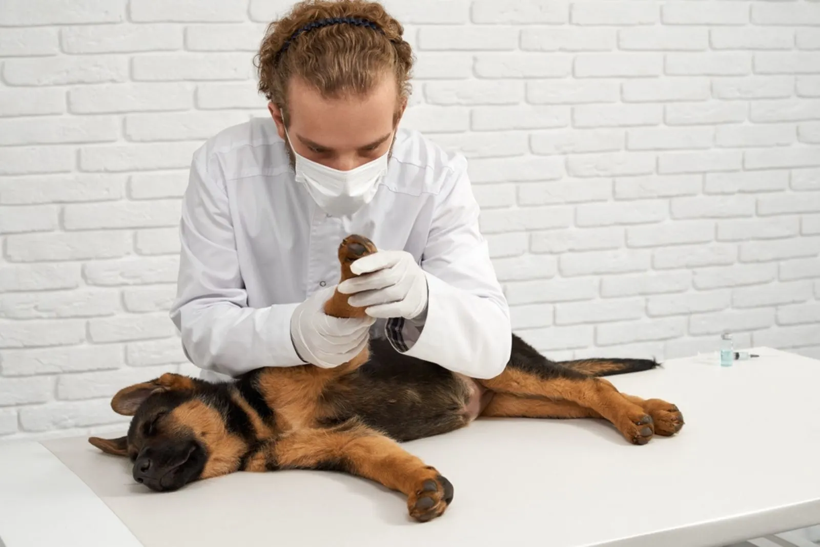 vet in lab coat and mask examining front paw of pedigree puppy