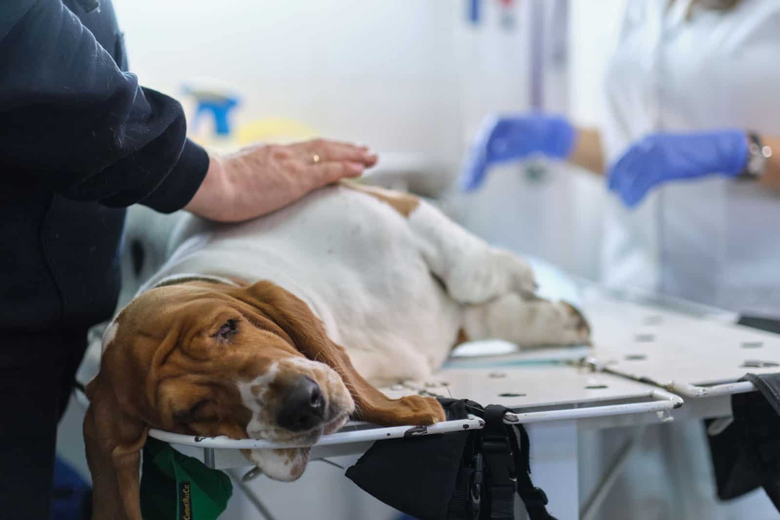 veterinarian examines a dog's suture after surgery