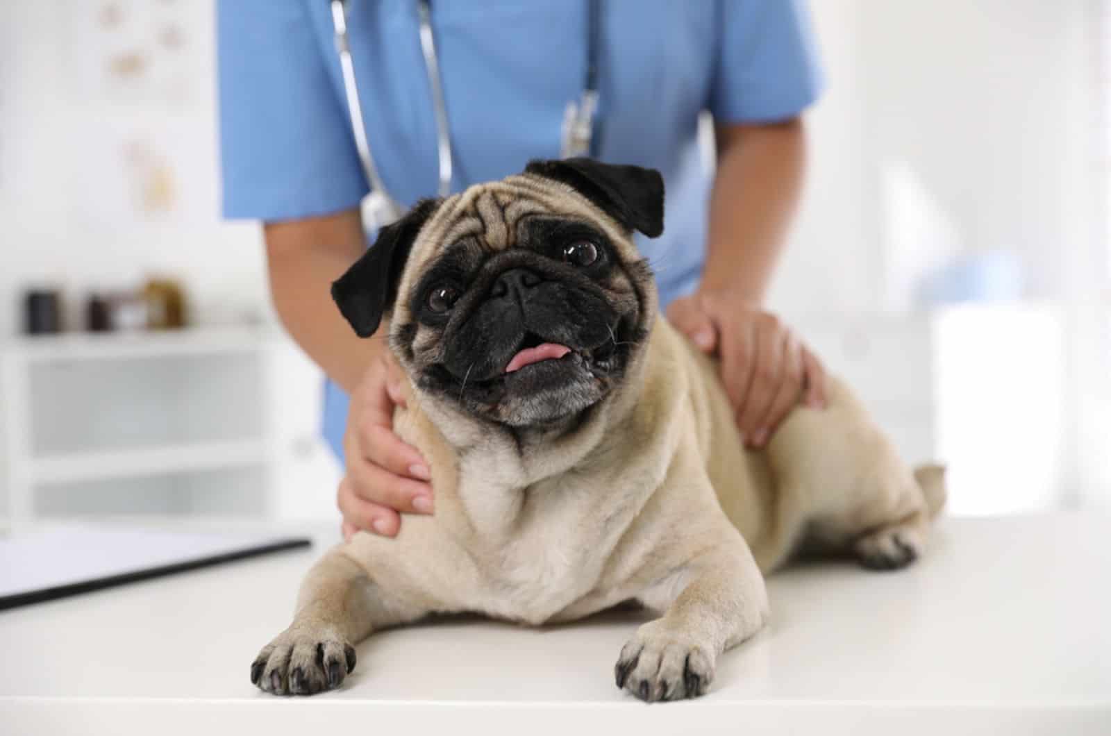 veterinarian examining cute pug dog in clinic