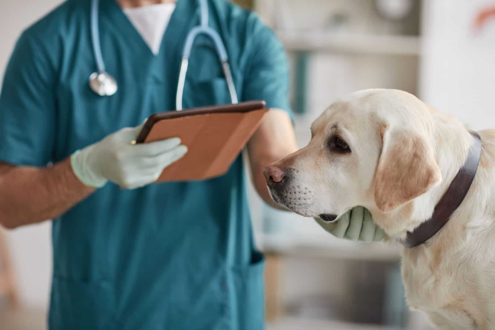 veterinarian examining white Labrador dog at vet clinic