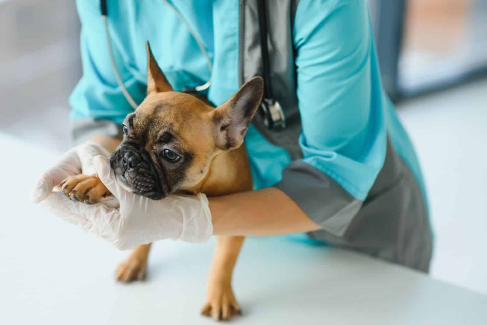 veterinarian holding a dogs paw