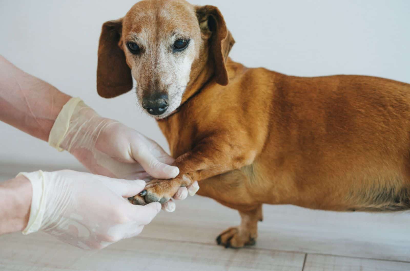 veterinarian touching the paw of the dog at examination