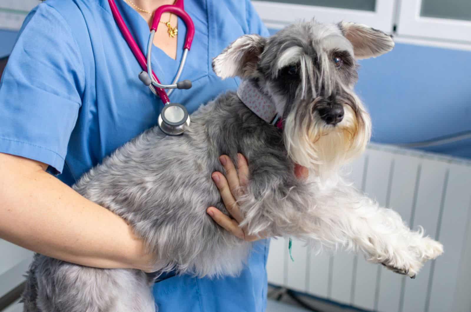 veterinarian transports carefully a miniature schnauzer in arms