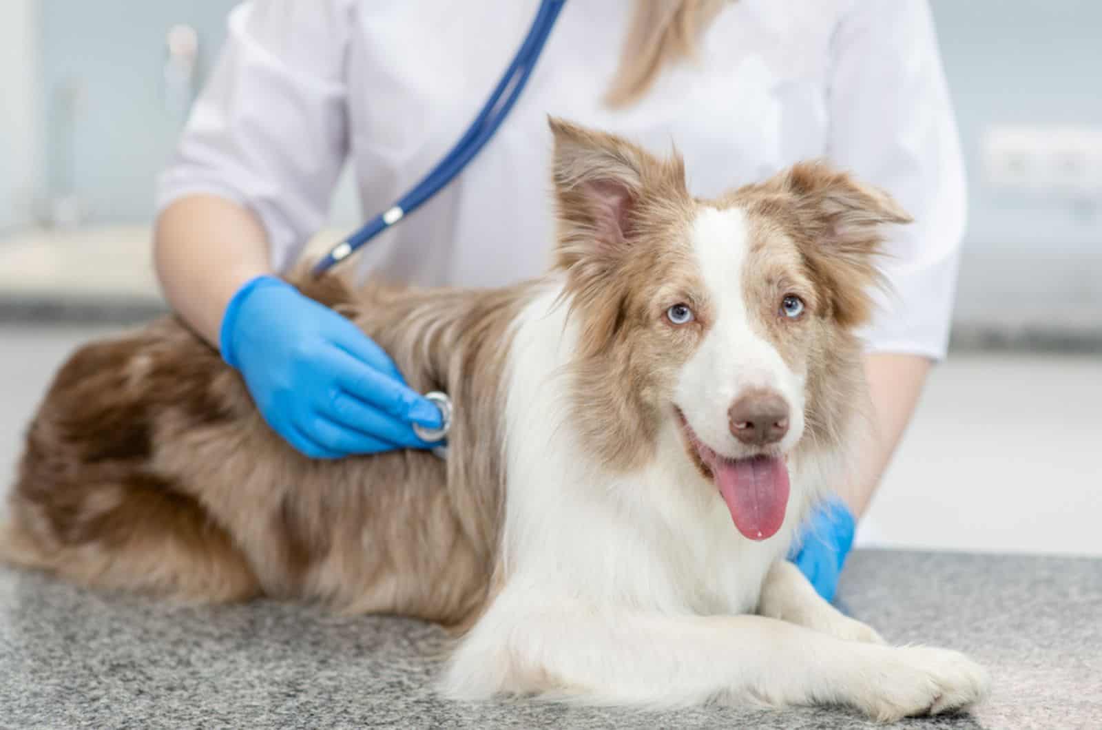 veterinary doctor examining dog at clinic