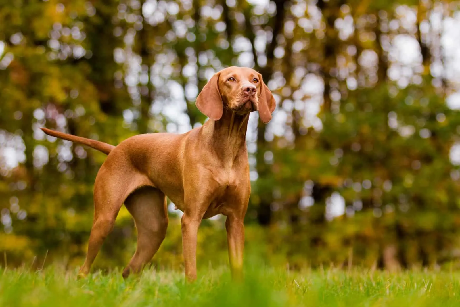 vizsla dog standing in the wood