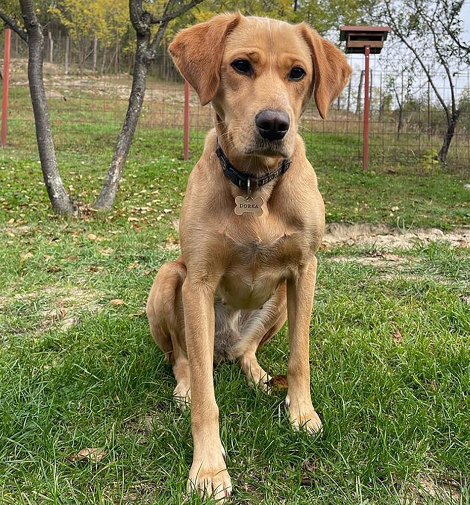 vizsla lab sitting in the yard