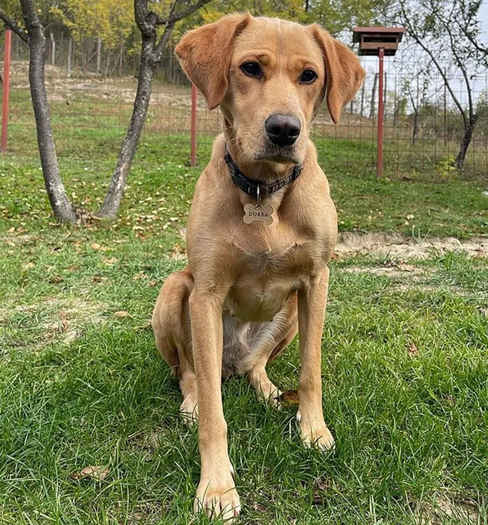vizsla lab sitting in the yard