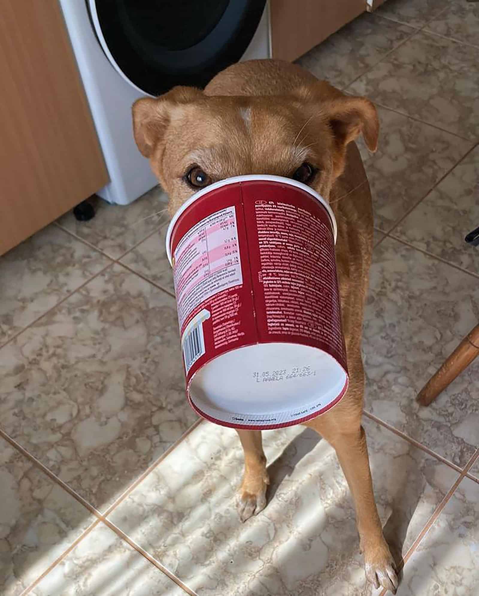 vizsla lab eating ice cream in the kitchen