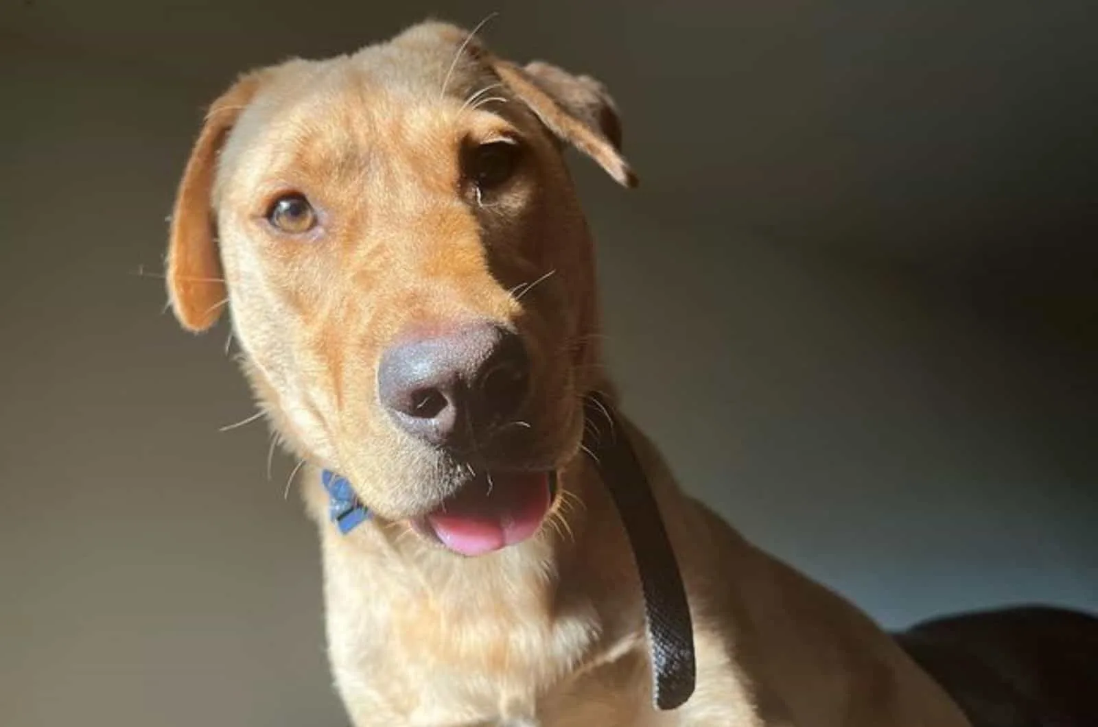 vizsla lab mix looking into camera