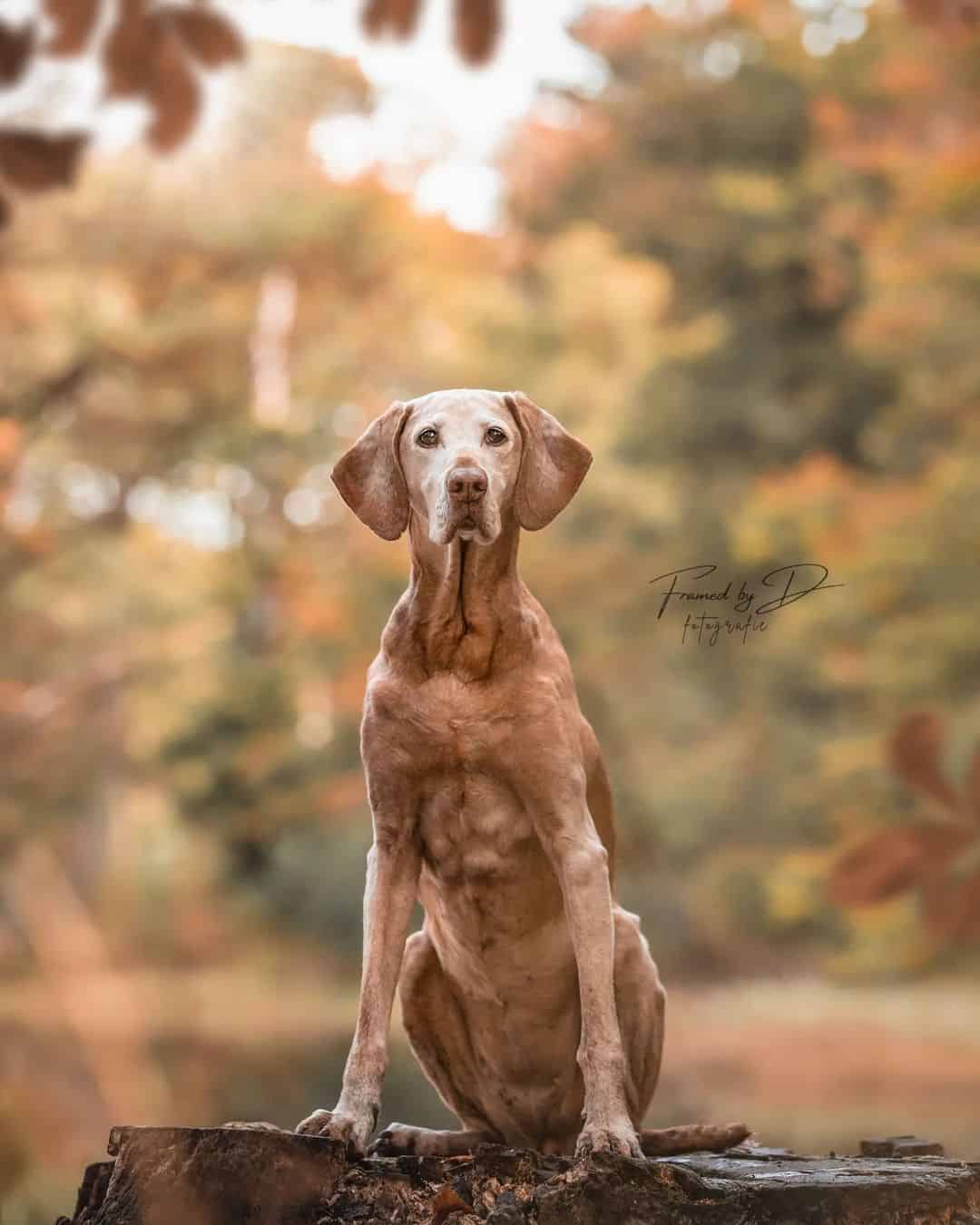 vizsla photographed in nature