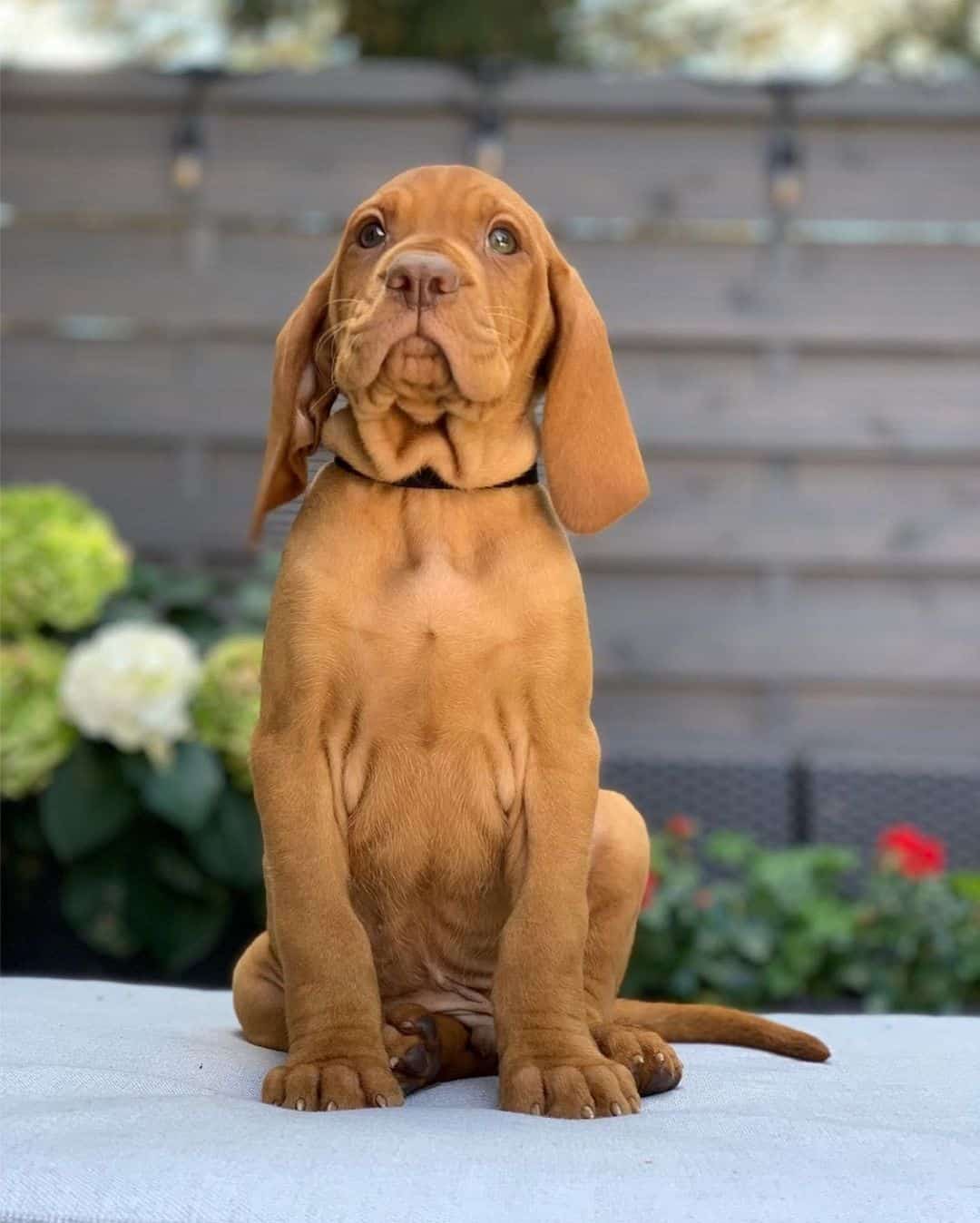 vizsla puppy