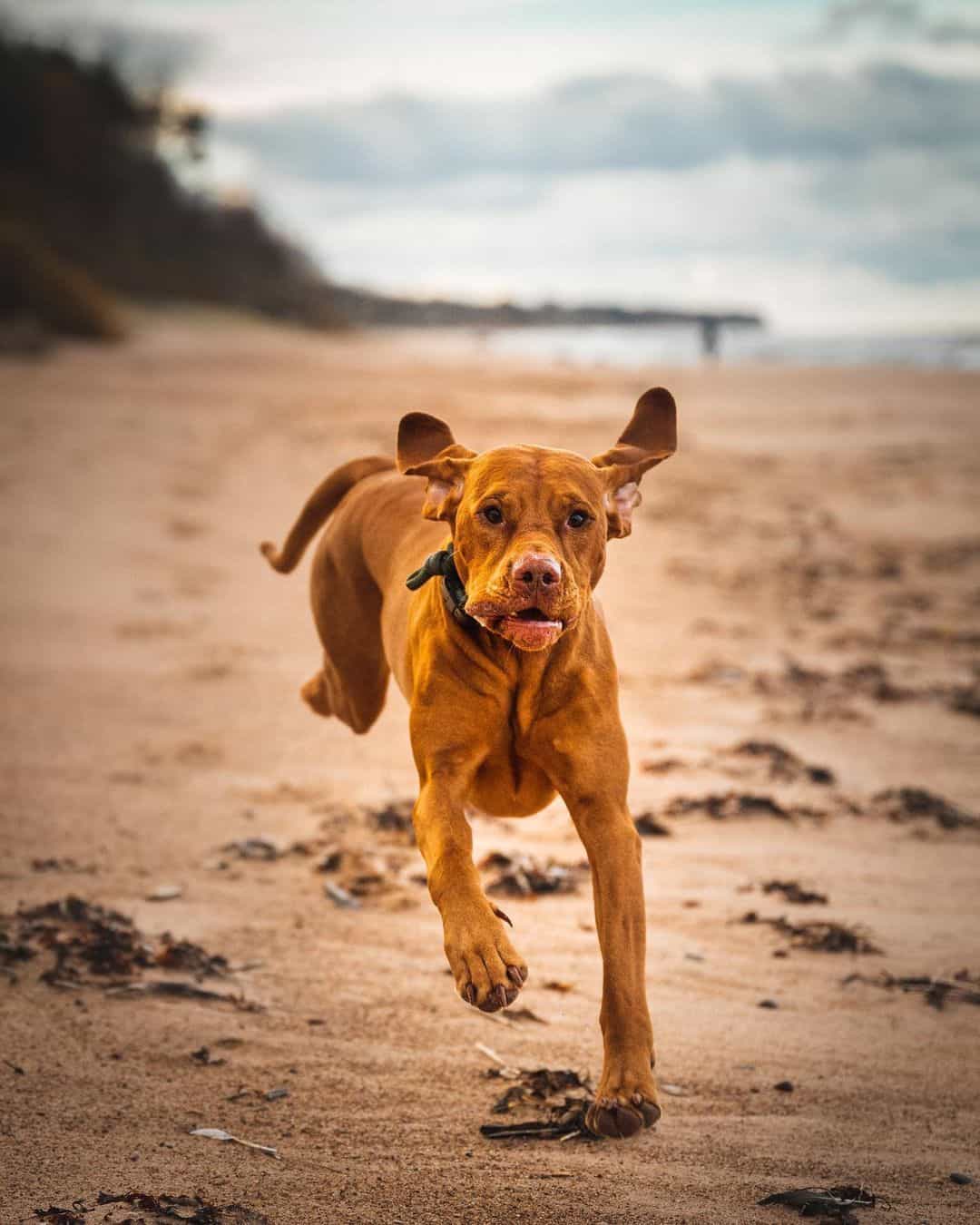 vizsla running