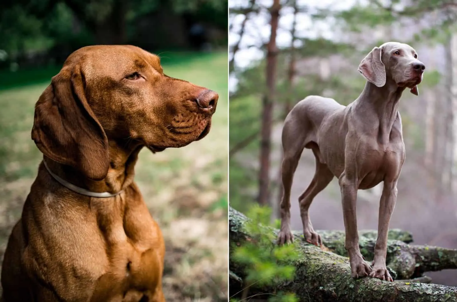 Vizsla Vs Weimaraner Which Breed Is Better For Your Family
