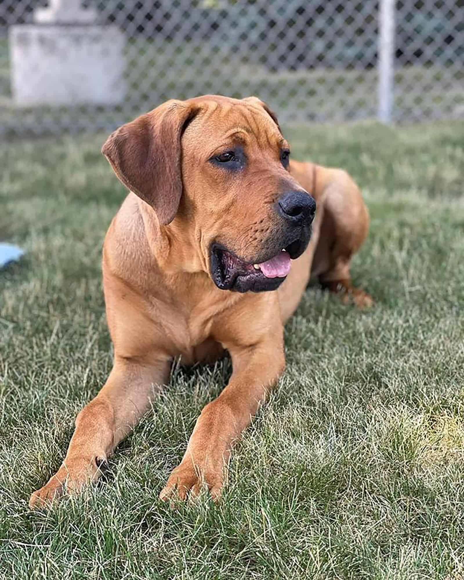 weiler dane dog lying on the grass