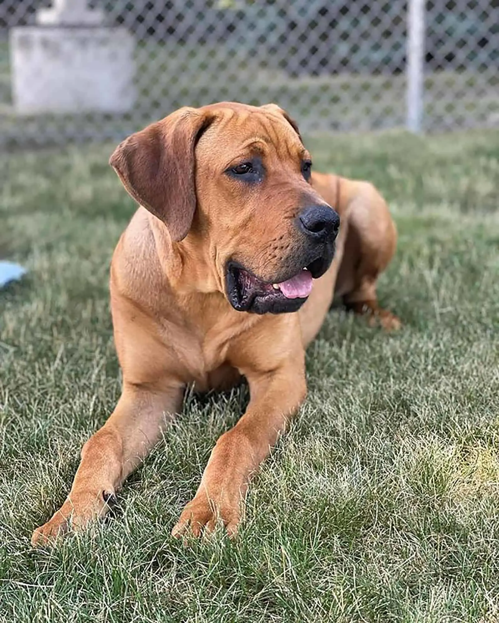 weiler dane dog lying on the grass