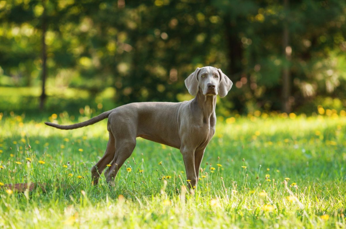 The Weimaraner Growth Chart For A Healthier Puppy