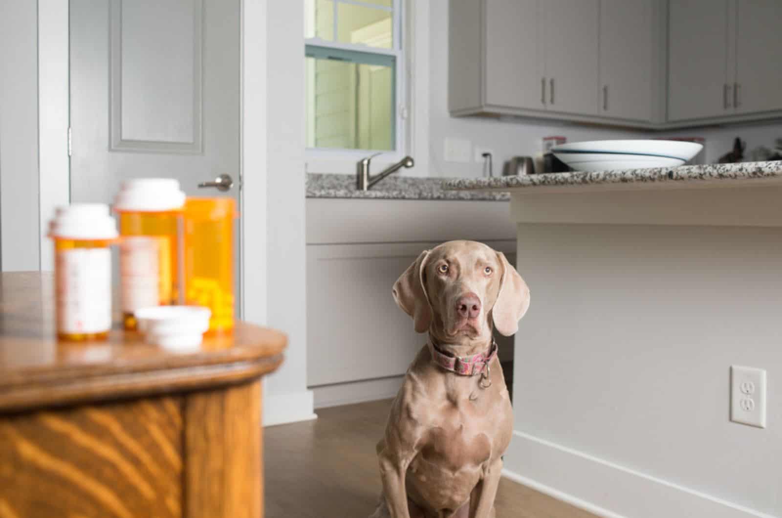 weimaraner dog sitting in the kitchen and waiting to take prescription medication pills
