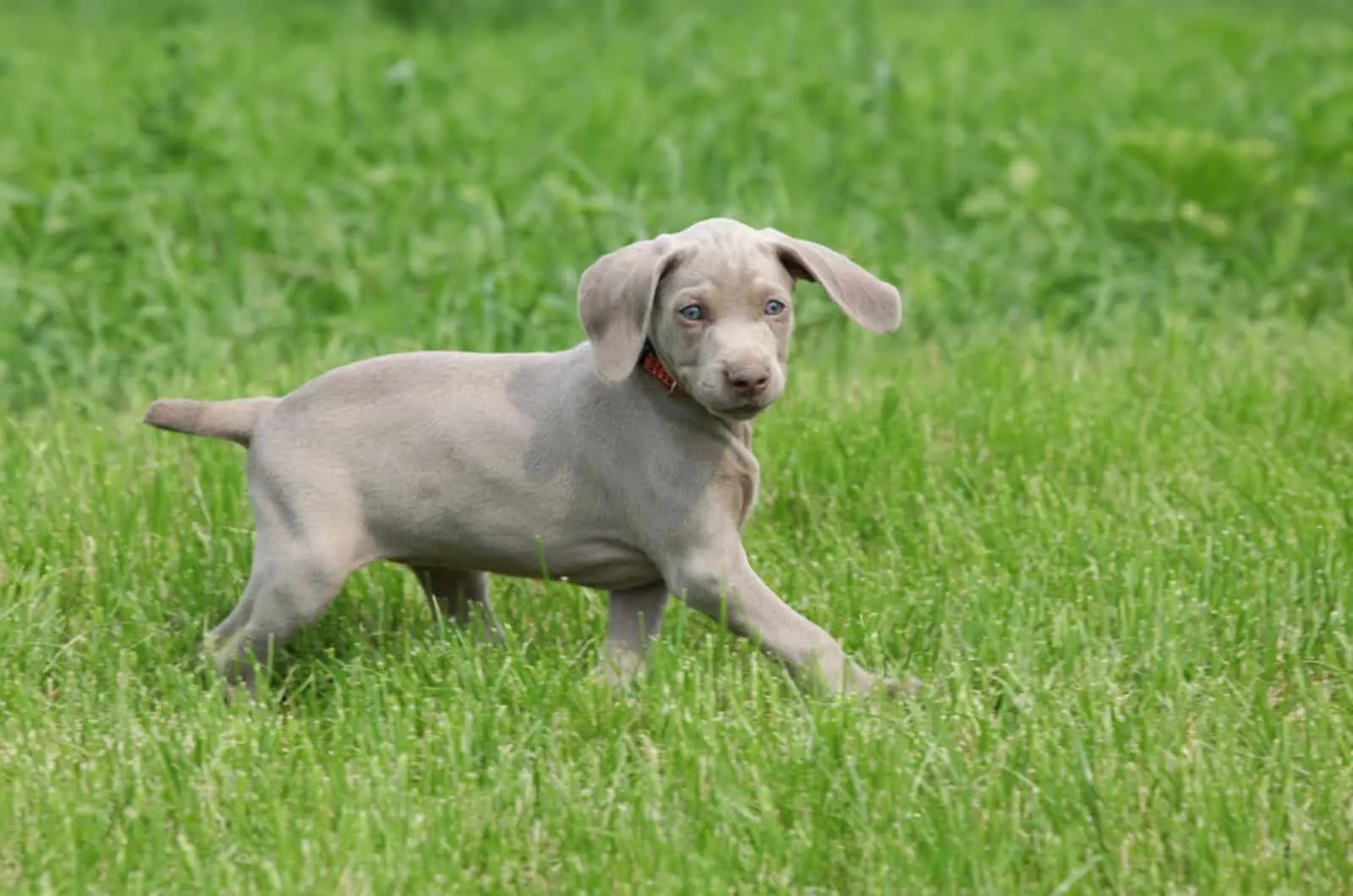weimaraner puppy running on a meadow