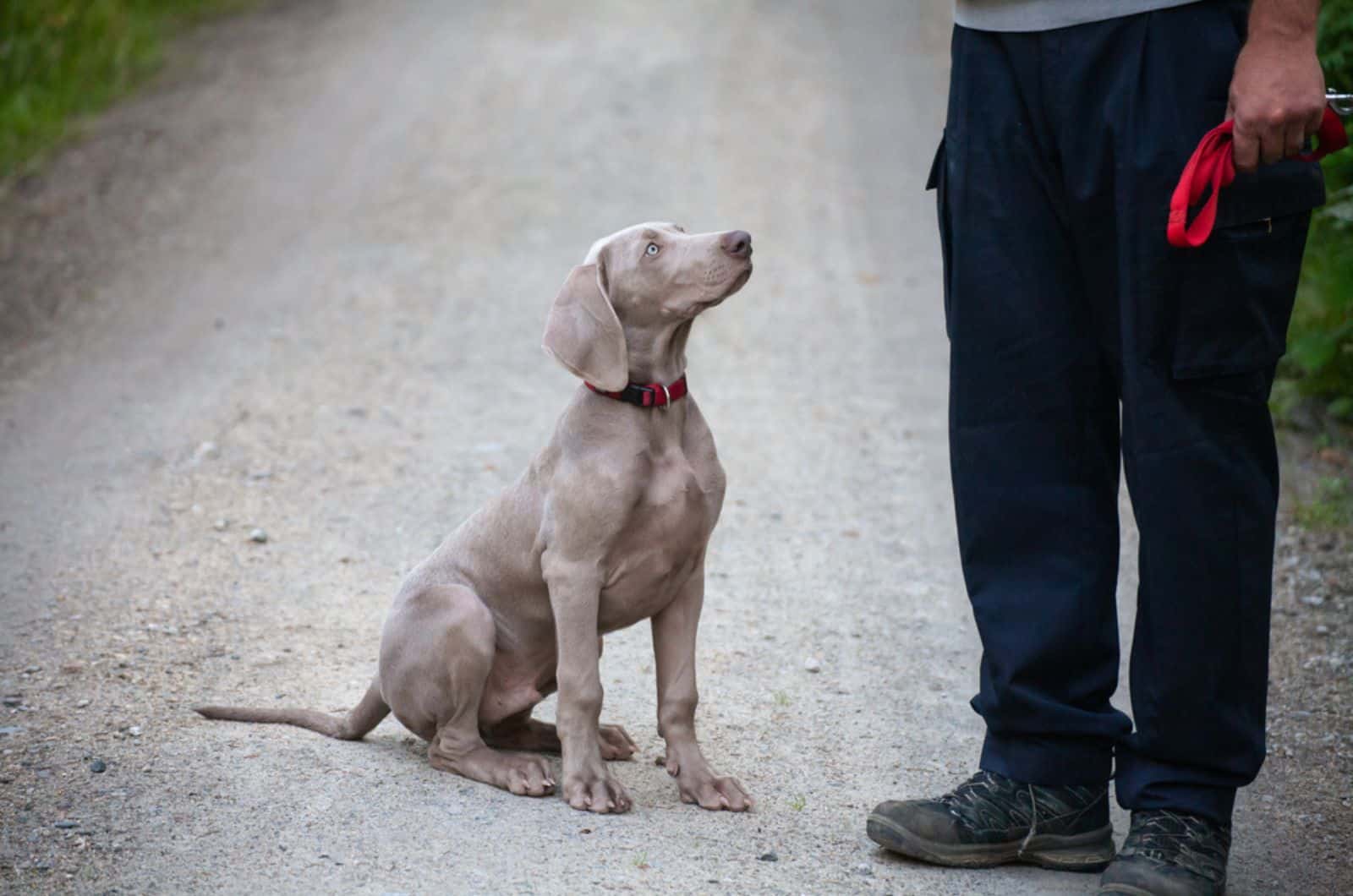 weimaraner puppy with his owner