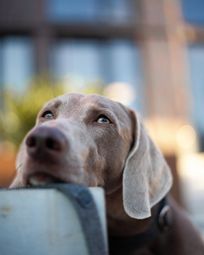 weimaraner resting