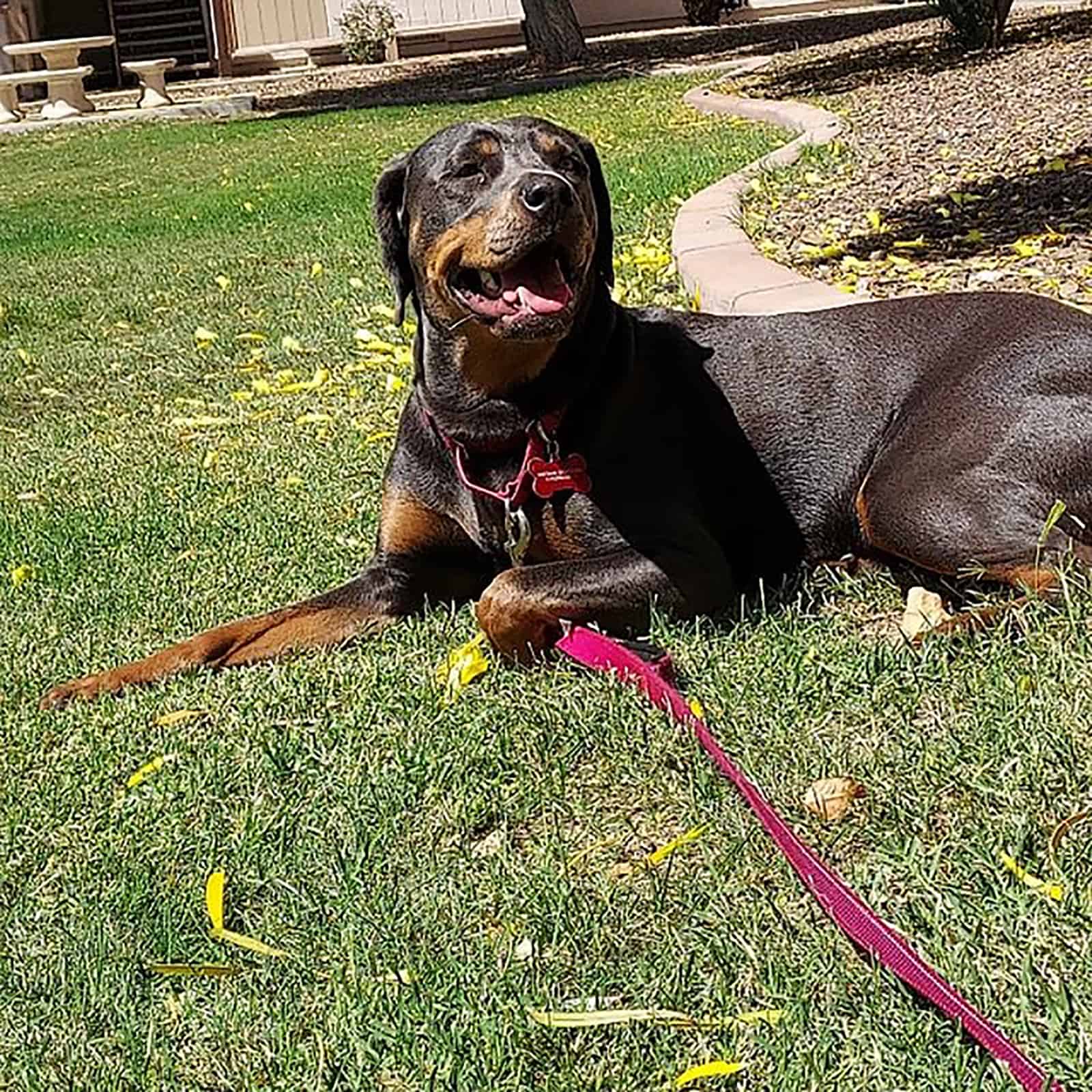 weimarrott dog lying on the lawn