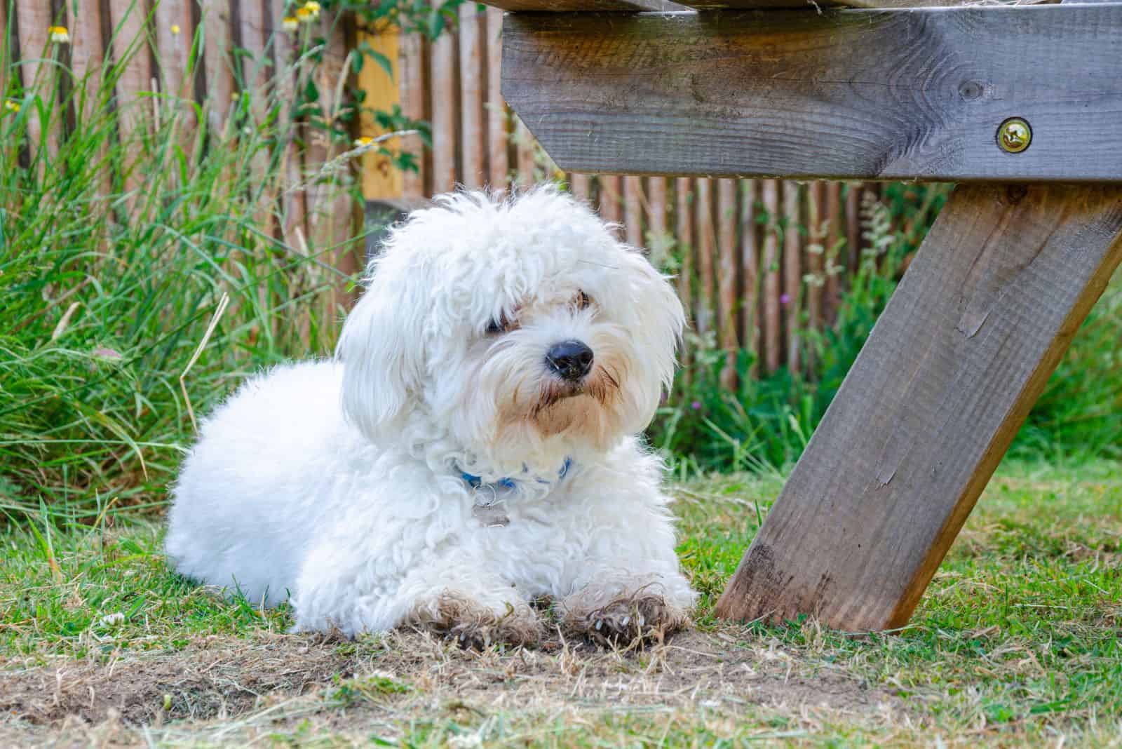 white Cavapoo sitting on the grass