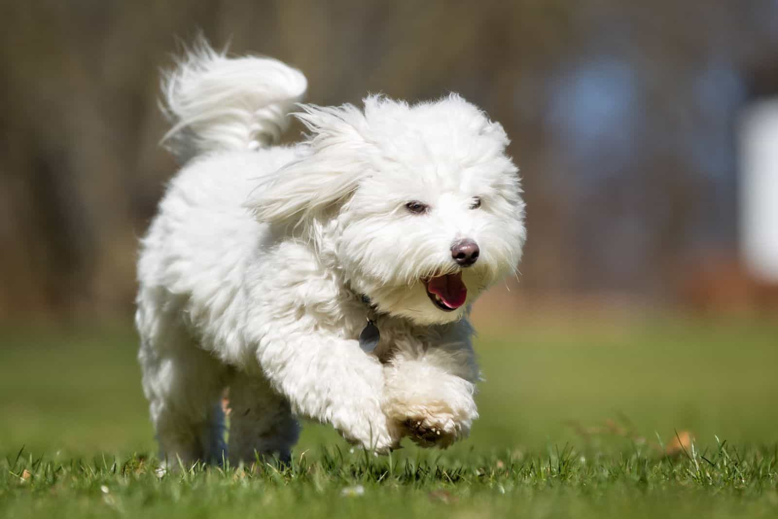 white Creditable Coton runs across the field