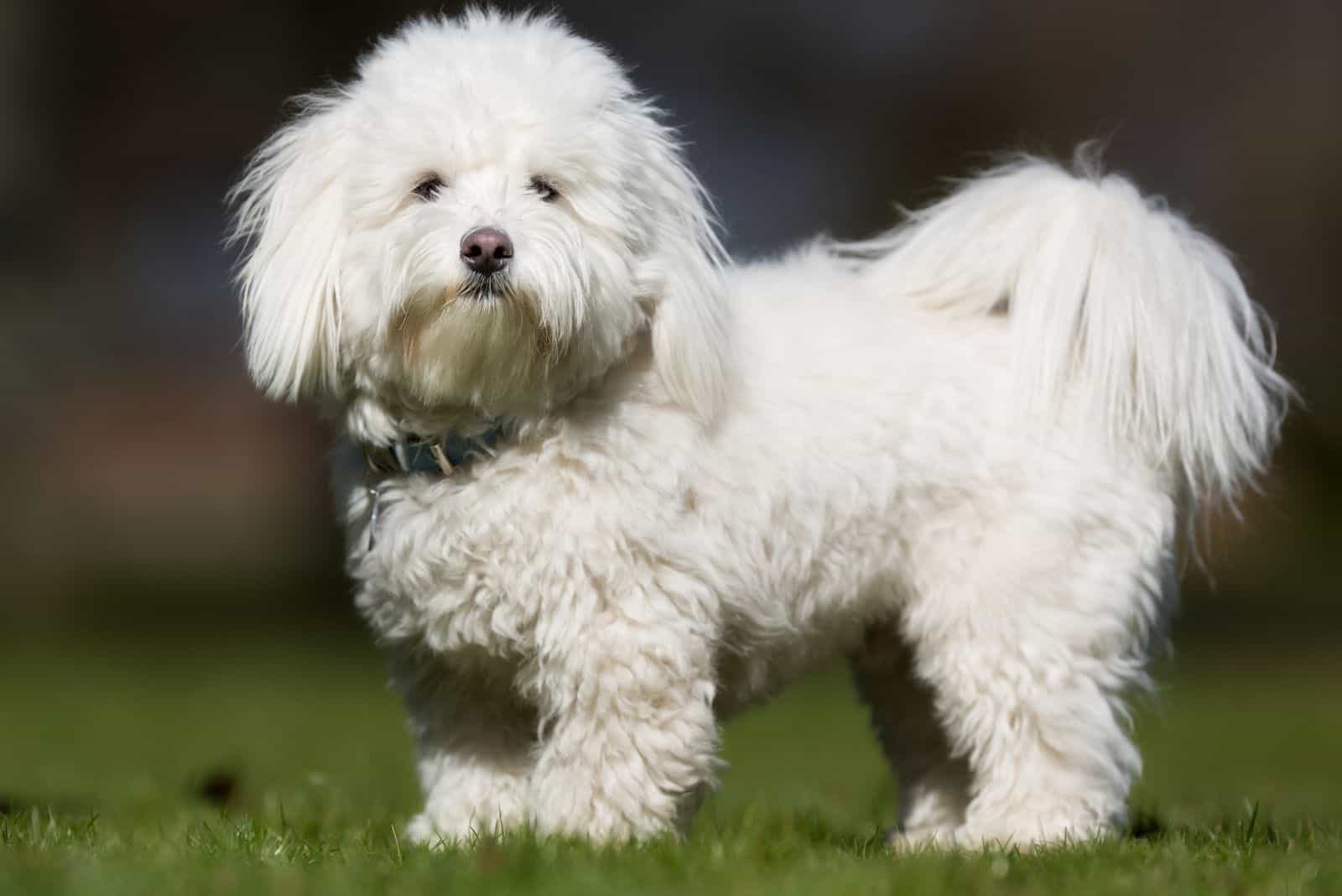 white Creditable Coton standing in field