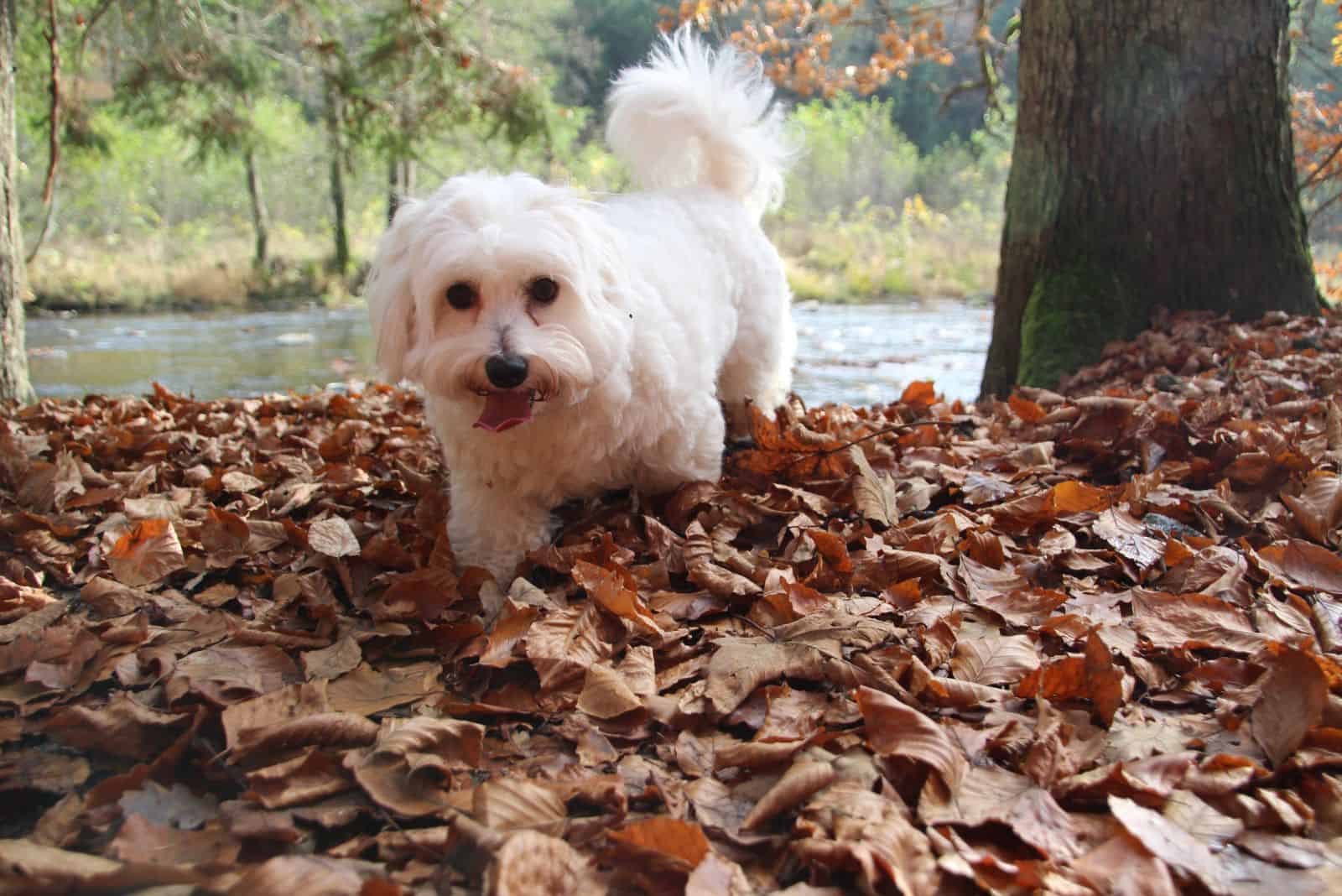 white Creditable Coton walks on the leaves