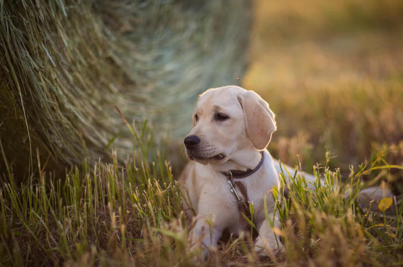 white Labrador Retriever lying on grass