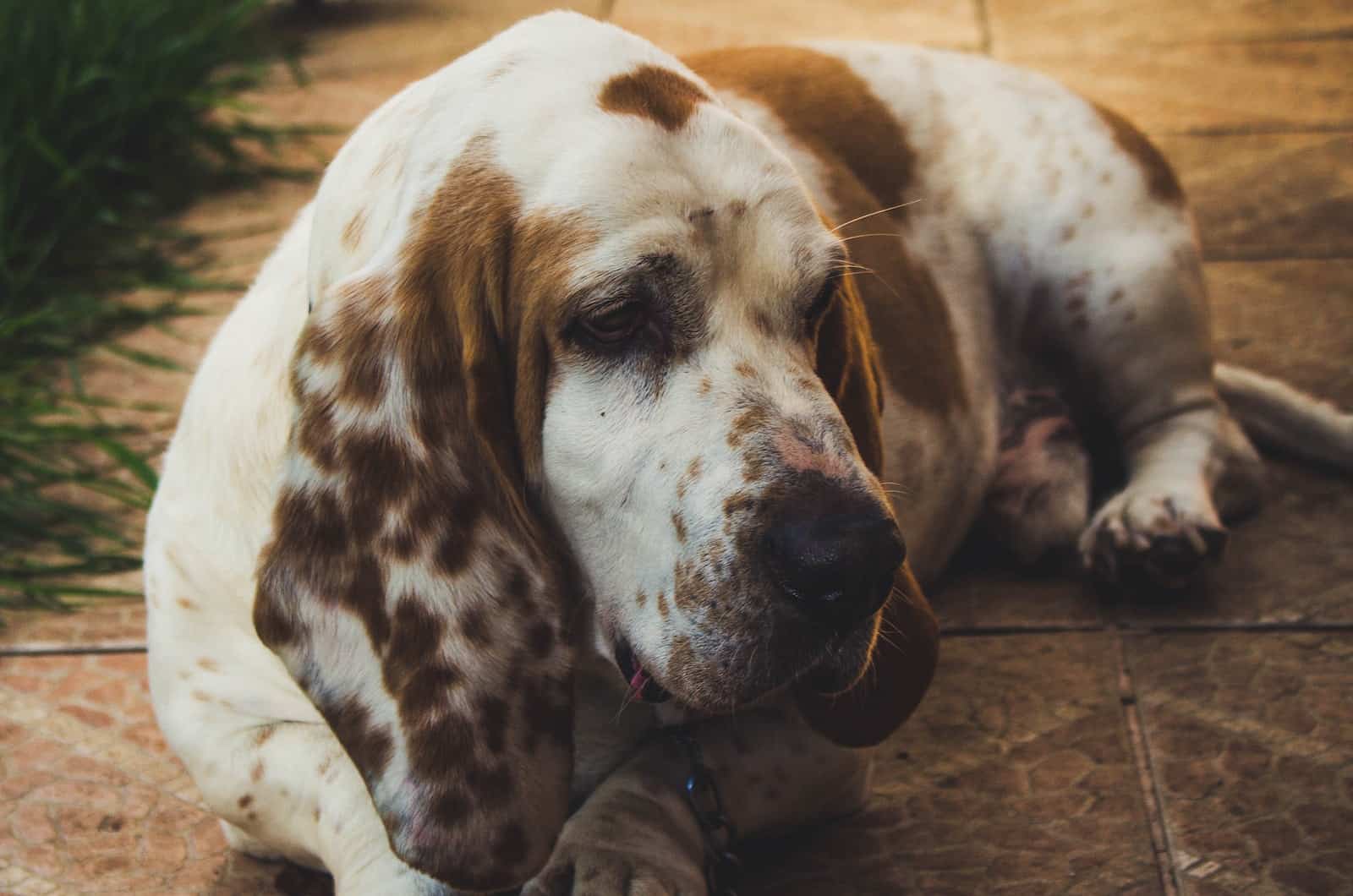 white and brown basset hound