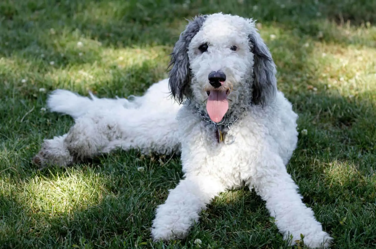 white bernedoodle puppy lying on the grass