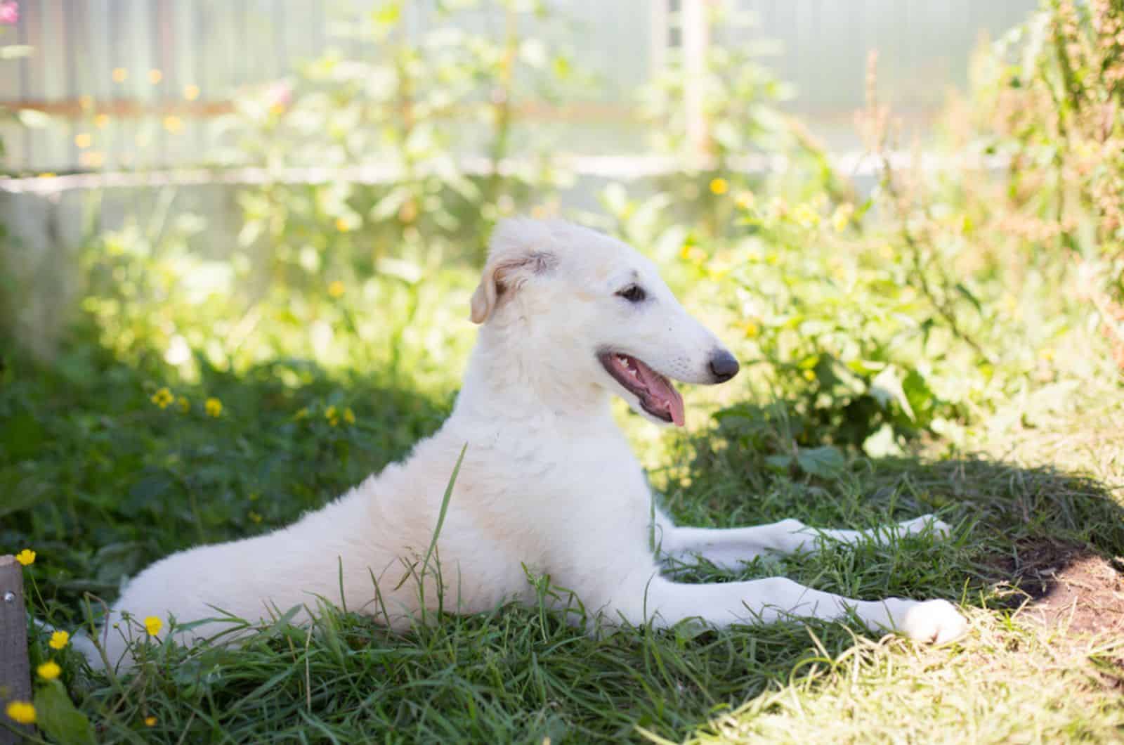 white borzoi puppy lying in the yard