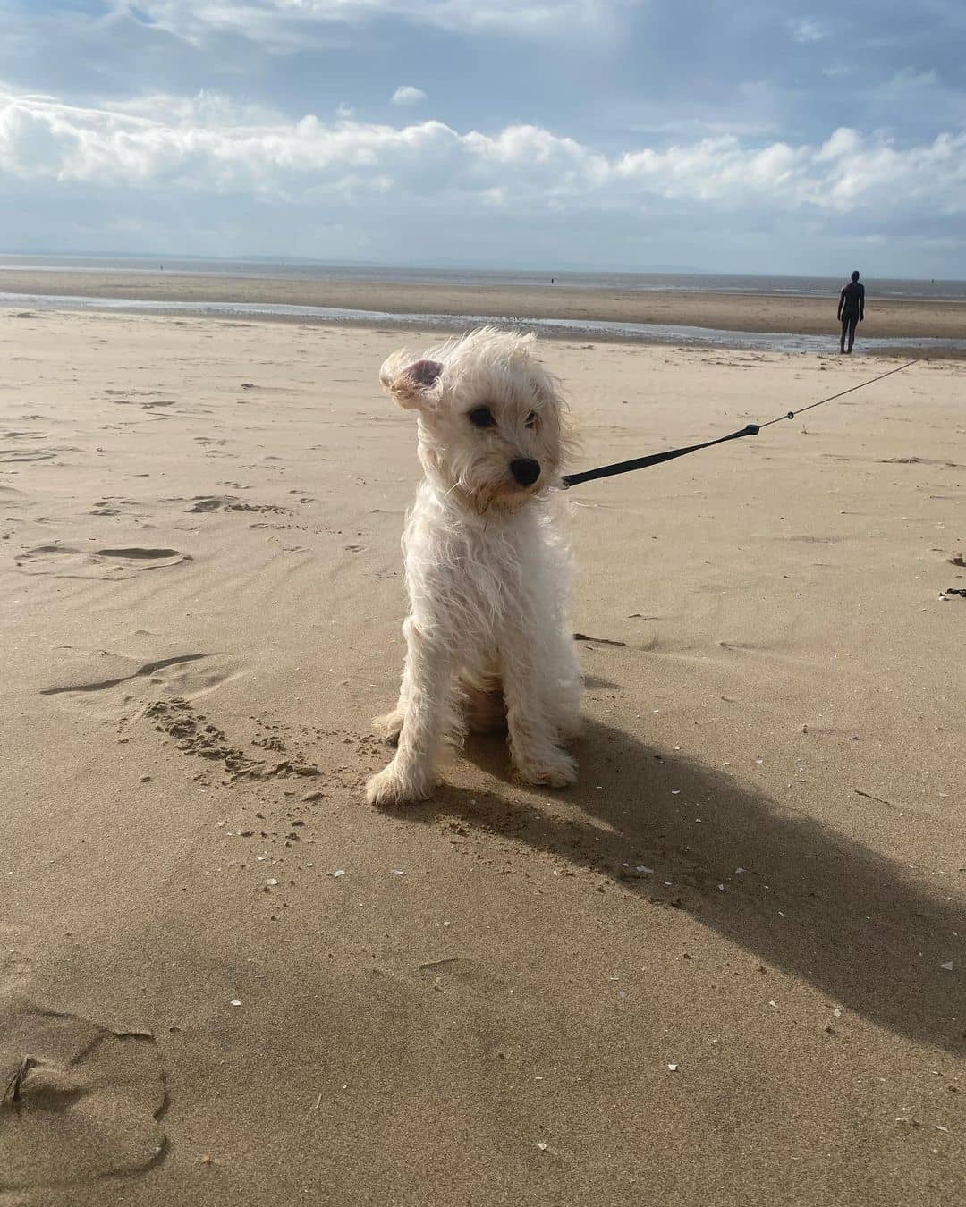 white cavapoochon at the beach