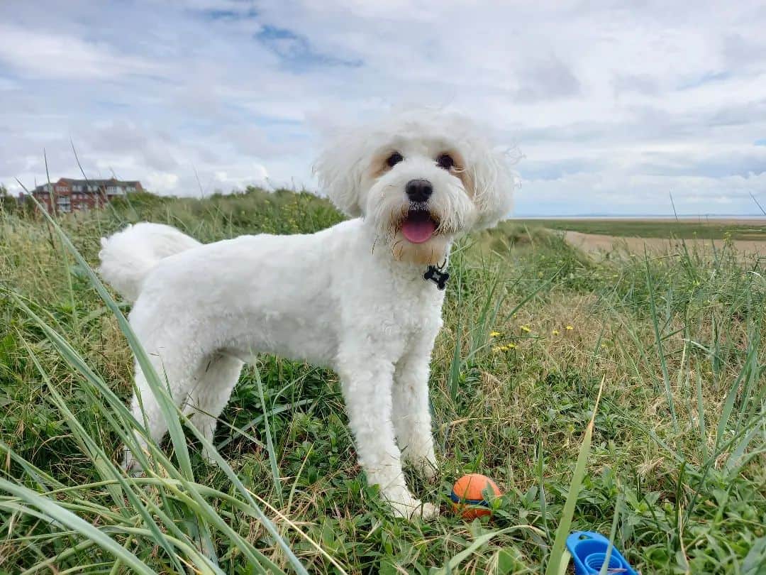 white cavapoochon in a field