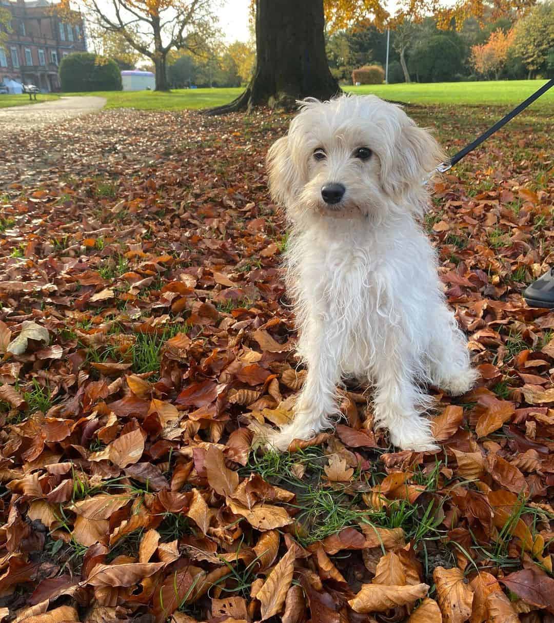 white cavapoochon in a park