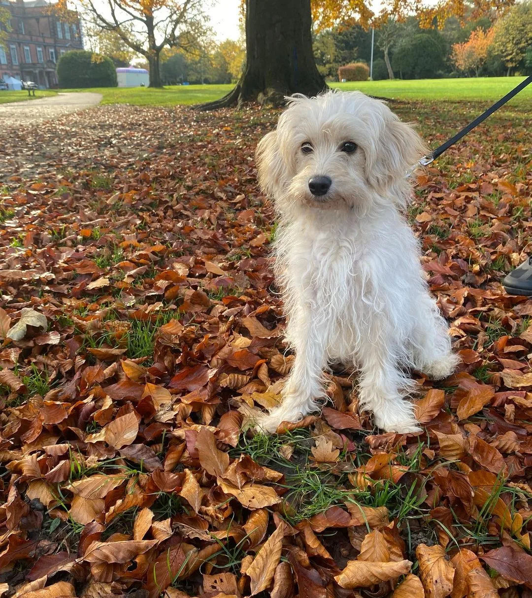 white cavapoochon in a park
