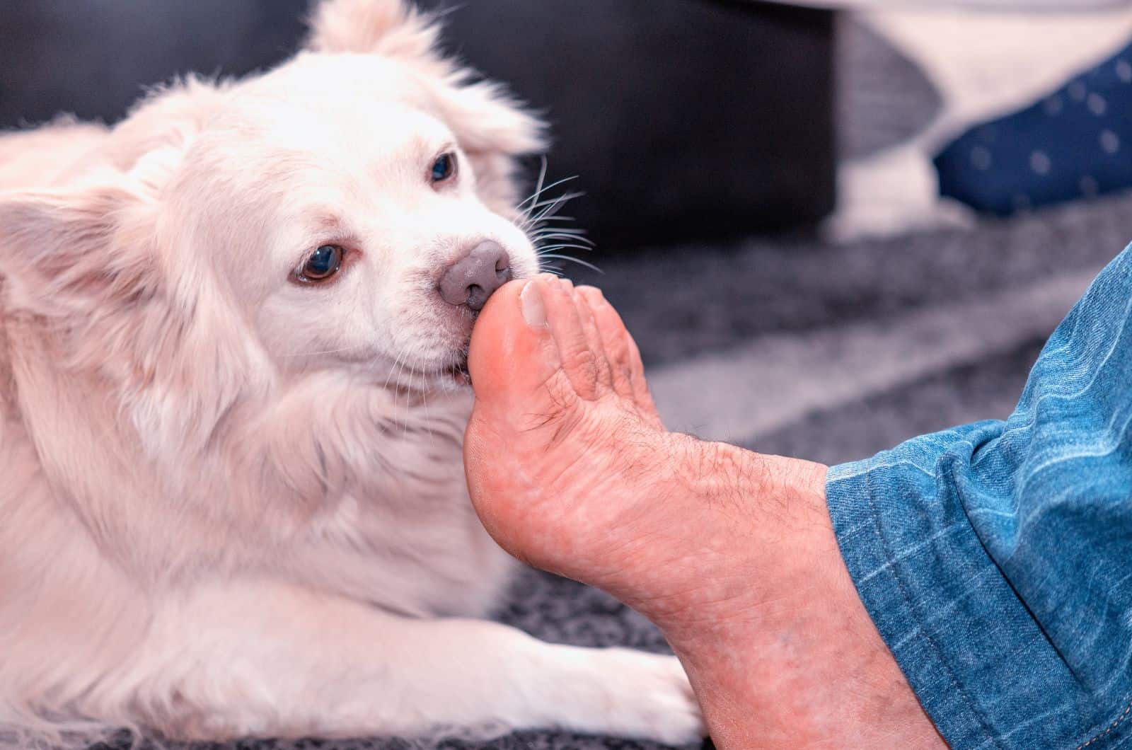 white dog licking owner's feet