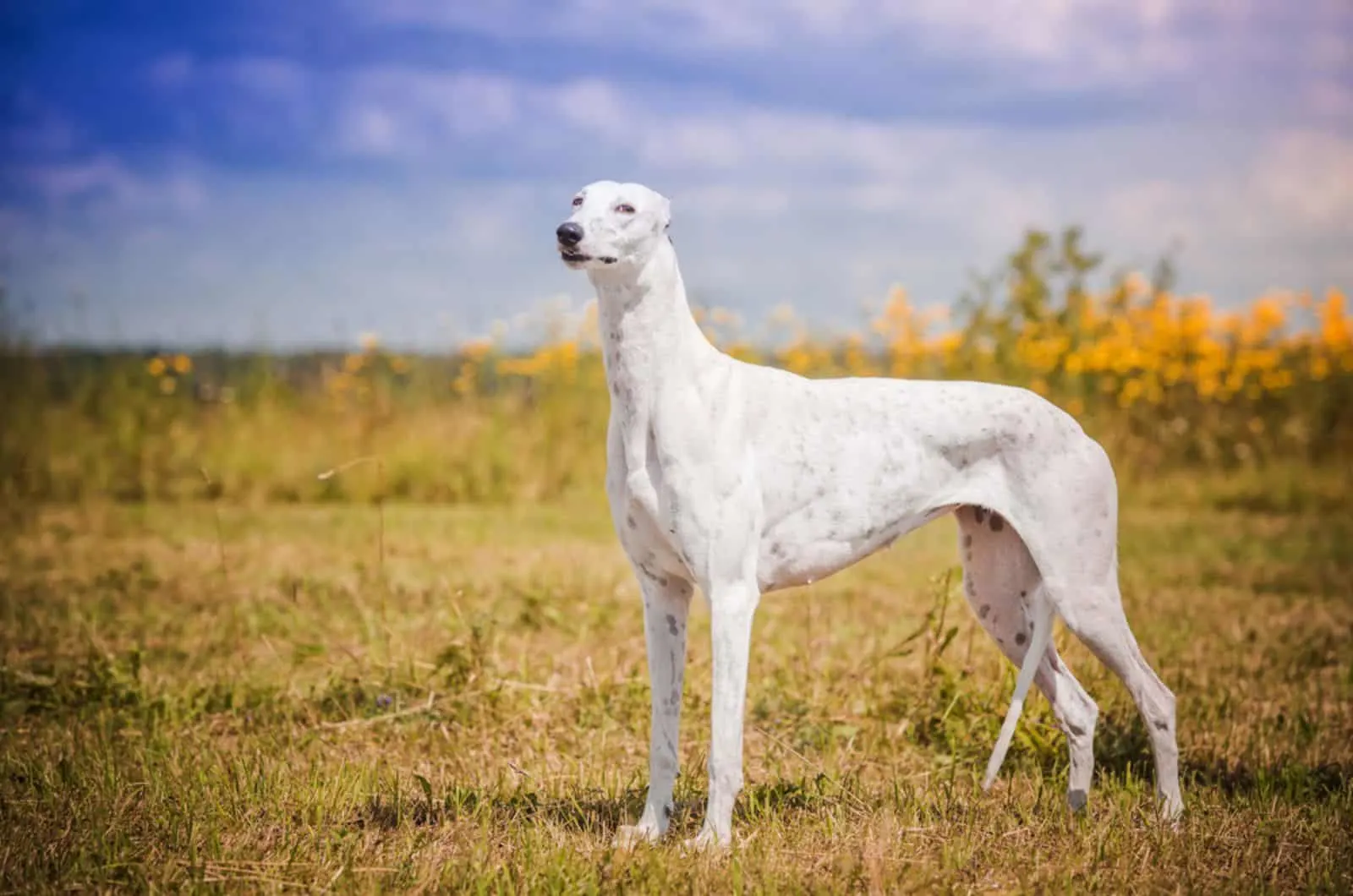 white greyhound dog standing on the grass on a meadow