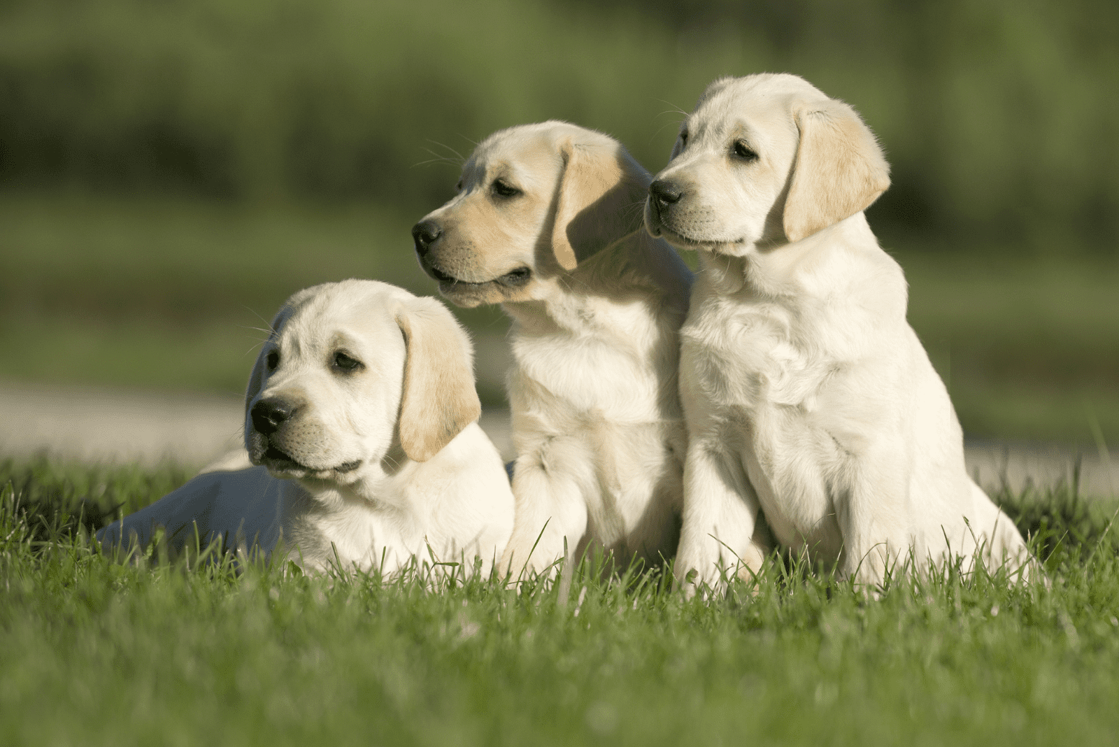 white labradors sitting on the grass