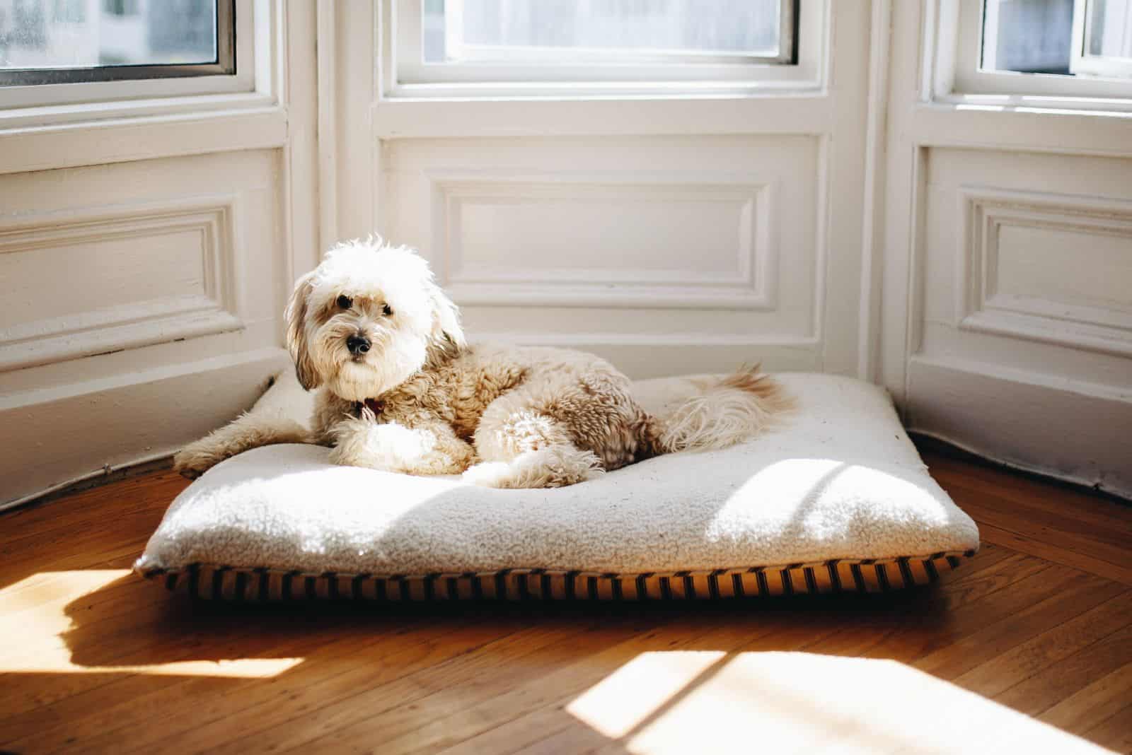 whoodle dog relaxing on bed