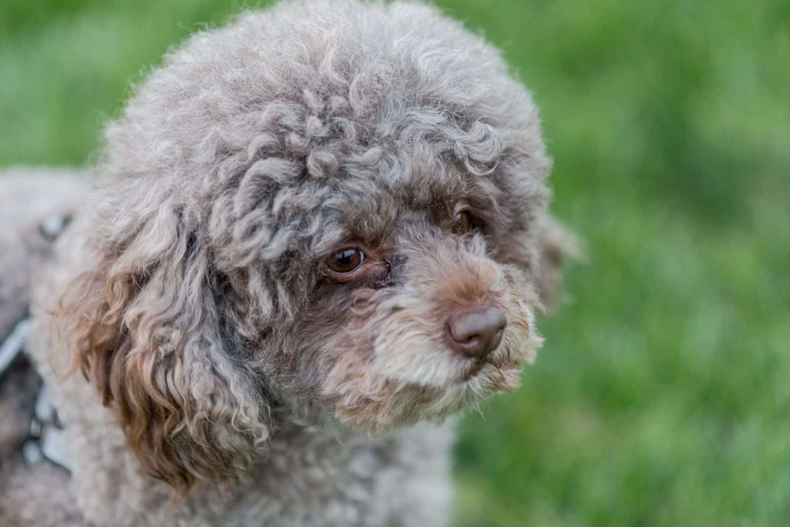 whoodle dog standing on the grass