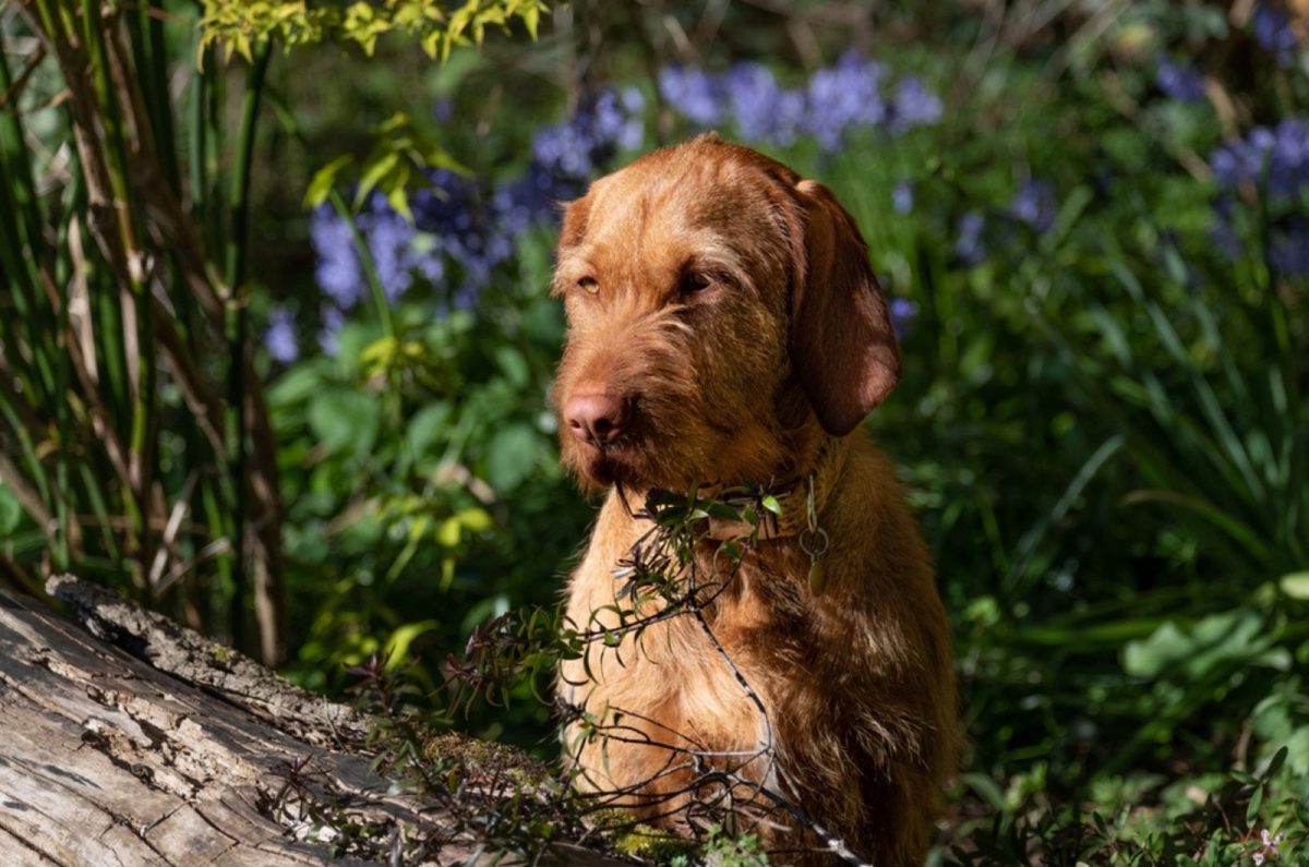 Wirehaired Vizsla Breeders In The U.S. Get Your Dog From 'Em