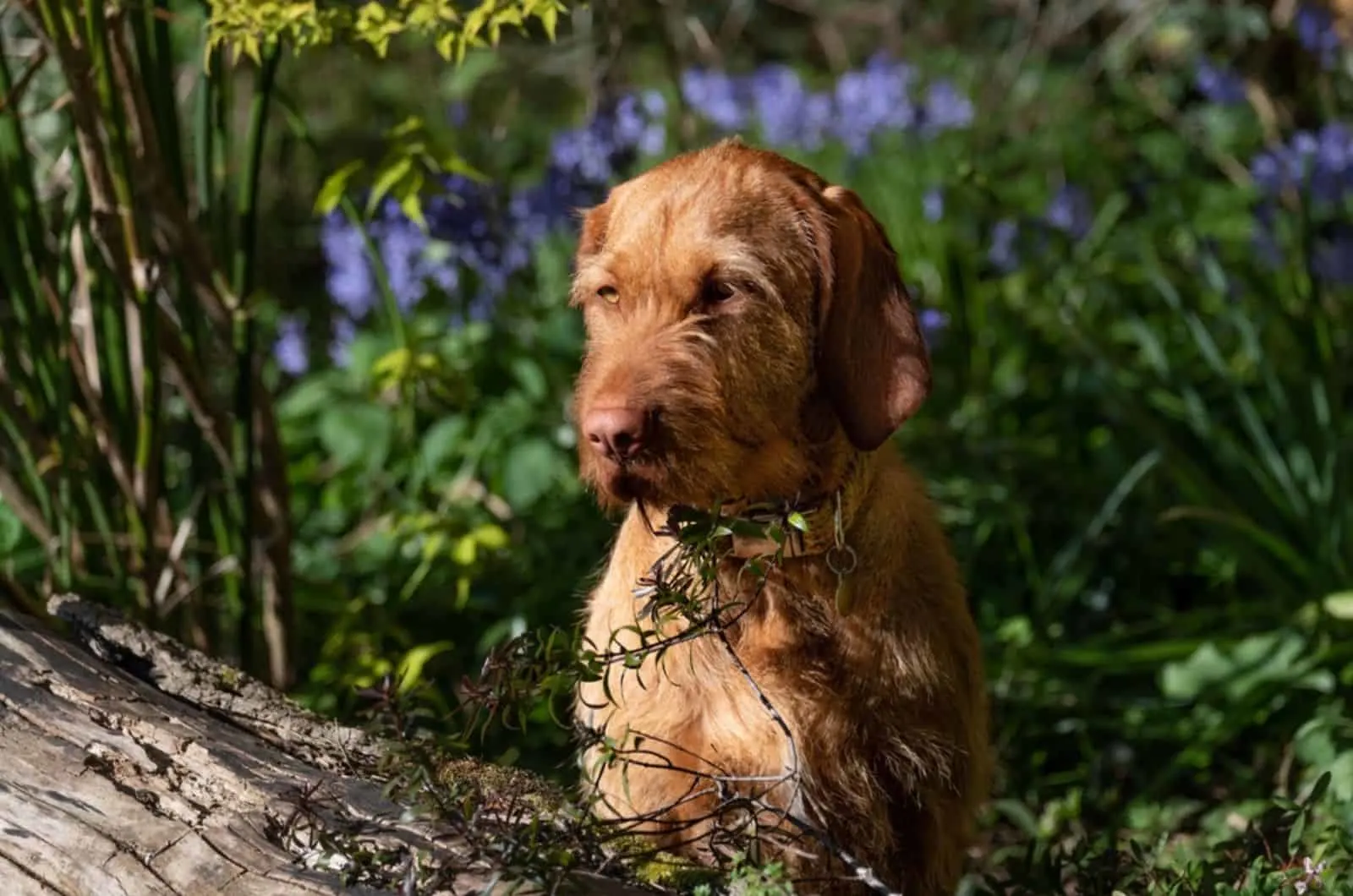 wirehaired vizsla puppy in nature on sunny day