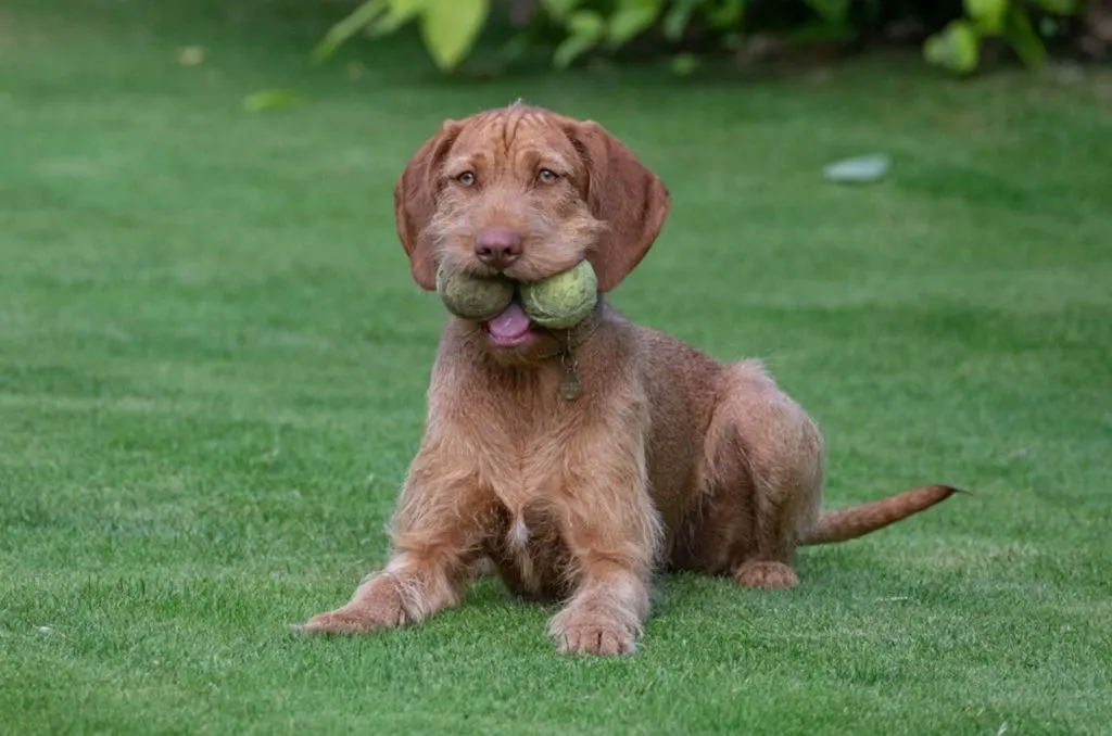 wirehaired vizsla puppy playing with tennis balls