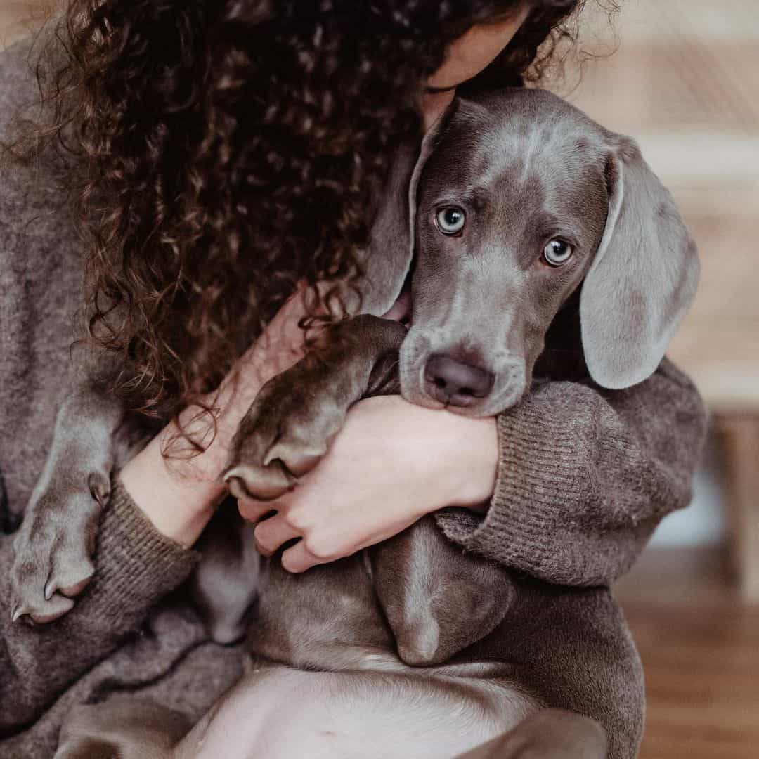 woman holding her weimaraner puppy