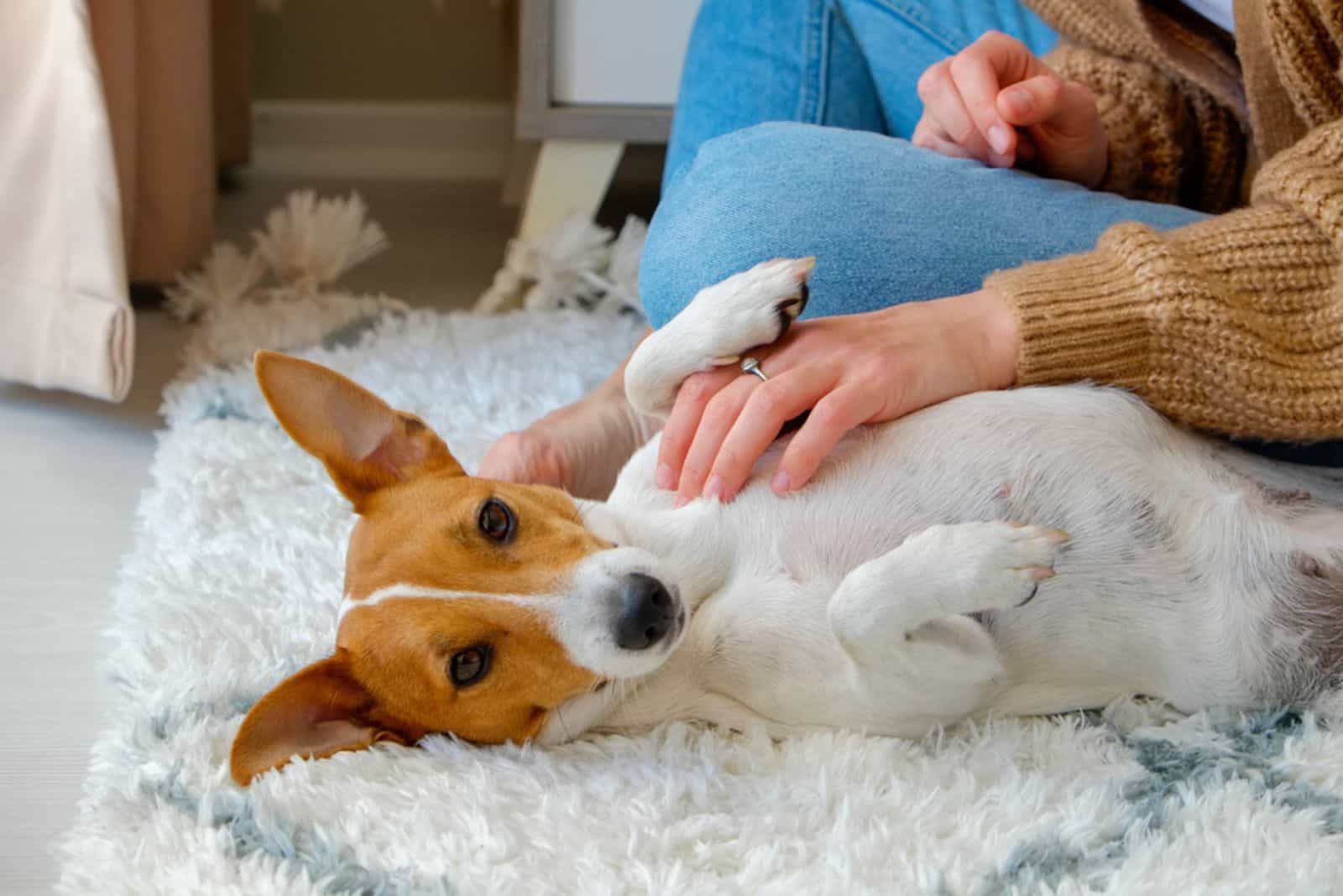 woman playing with her jack russell terrier