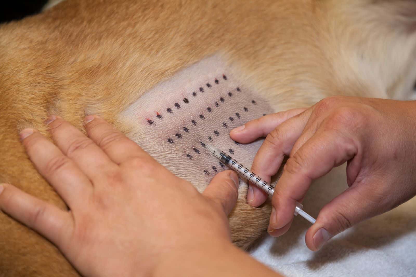 woman tests dog for allergies